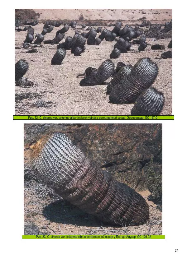 Грэм Чарльз - Копьяпоа — Copiapoa - Страница № 27