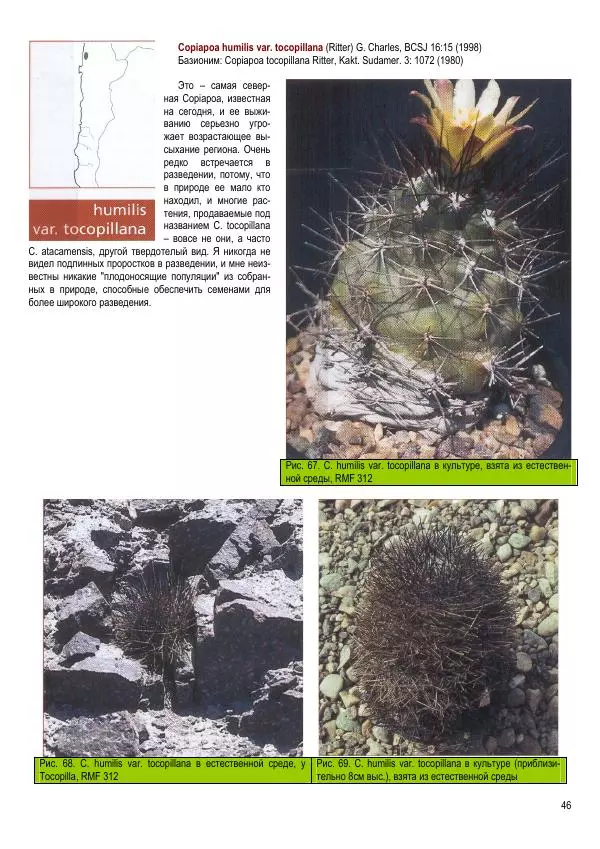 Грэм Чарльз - Копьяпоа — Copiapoa - Страница № 46