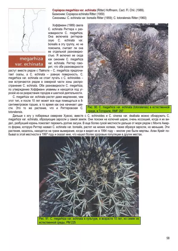 Грэм Чарльз - Копьяпоа — Copiapoa - Страница № 58