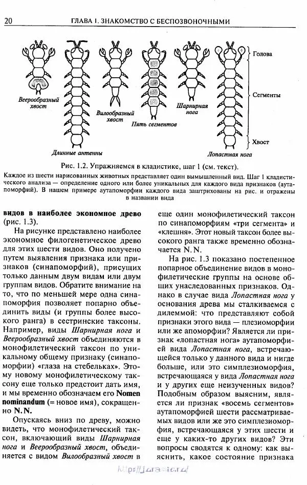 Эдвард Руперт - Зоология беспозвоночных. В 4-х томах. Том 1. Проститы и низшие многоклеточные - Страница № 21