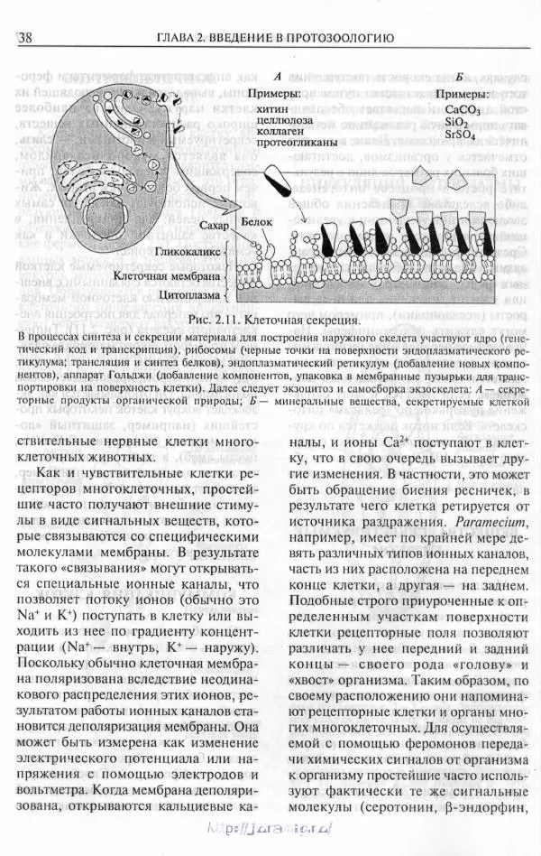 Эдвард Руперт - Зоология беспозвоночных. В 4-х томах. Том 1. Проститы и низшие многоклеточные - Страница № 39