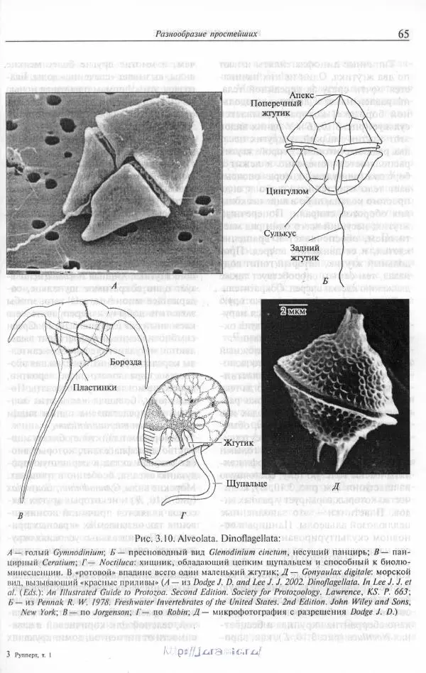 Эдвард Руперт - Зоология беспозвоночных. В 4-х томах. Том 1. Проститы и низшие многоклеточные - Страница № 66