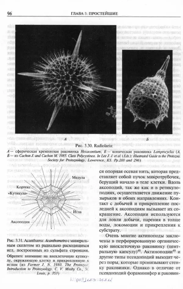Эдвард Руперт - Зоология беспозвоночных. В 4-х томах. Том 1. Проститы и низшие многоклеточные - Страница № 97