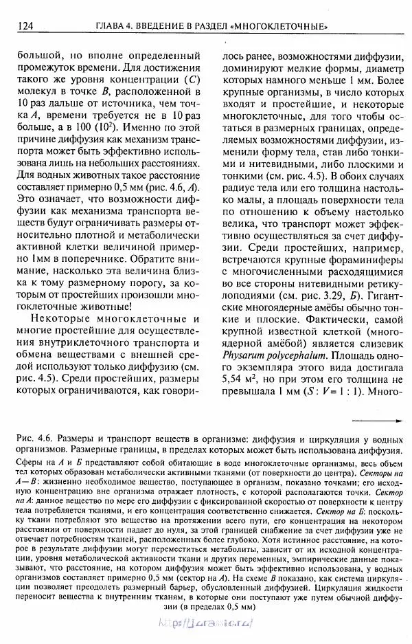 Эдвард Руперт - Зоология беспозвоночных. В 4-х томах. Том 1. Проститы и низшие многоклеточные - Страница № 125