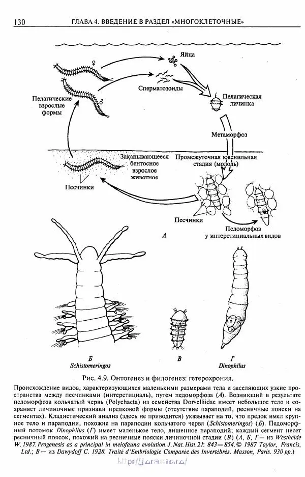 Эдвард Руперт - Зоология беспозвоночных. В 4-х томах. Том 1. Проститы и низшие многоклеточные - Страница № 131