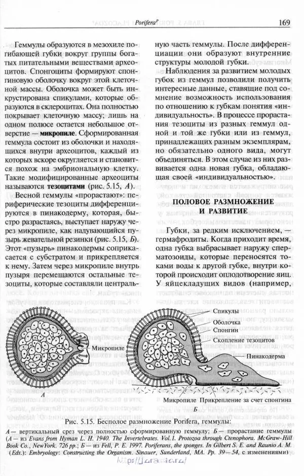 Эдвард Руперт - Зоология беспозвоночных. В 4-х томах. Том 1. Проститы и низшие многоклеточные - Страница № 170