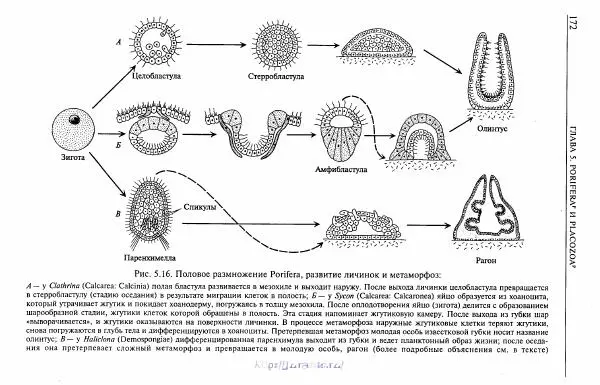 Эдвард Руперт - Зоология беспозвоночных. В 4-х томах. Том 1. Проститы и низшие многоклеточные - Страница № 173