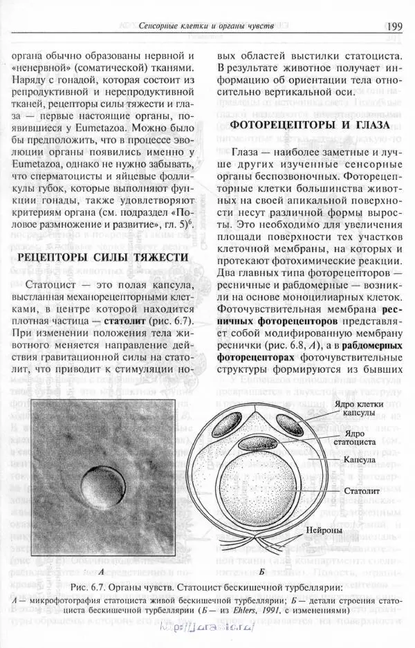 Эдвард Руперт - Зоология беспозвоночных. В 4-х томах. Том 1. Проститы и низшие многоклеточные - Страница № 200