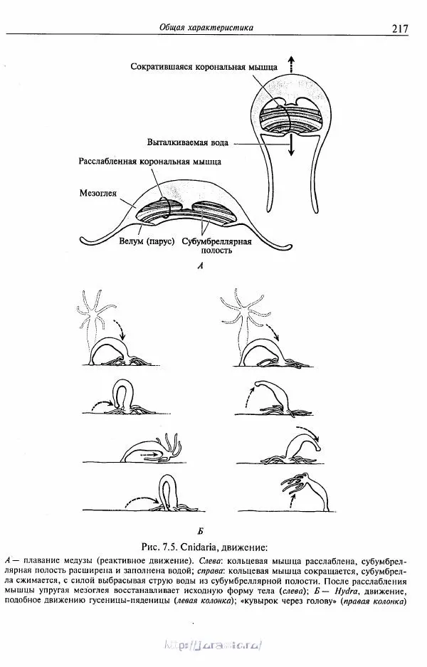 Эдвард Руперт - Зоология беспозвоночных. В 4-х томах. Том 1. Проститы и низшие многоклеточные - Страница № 218