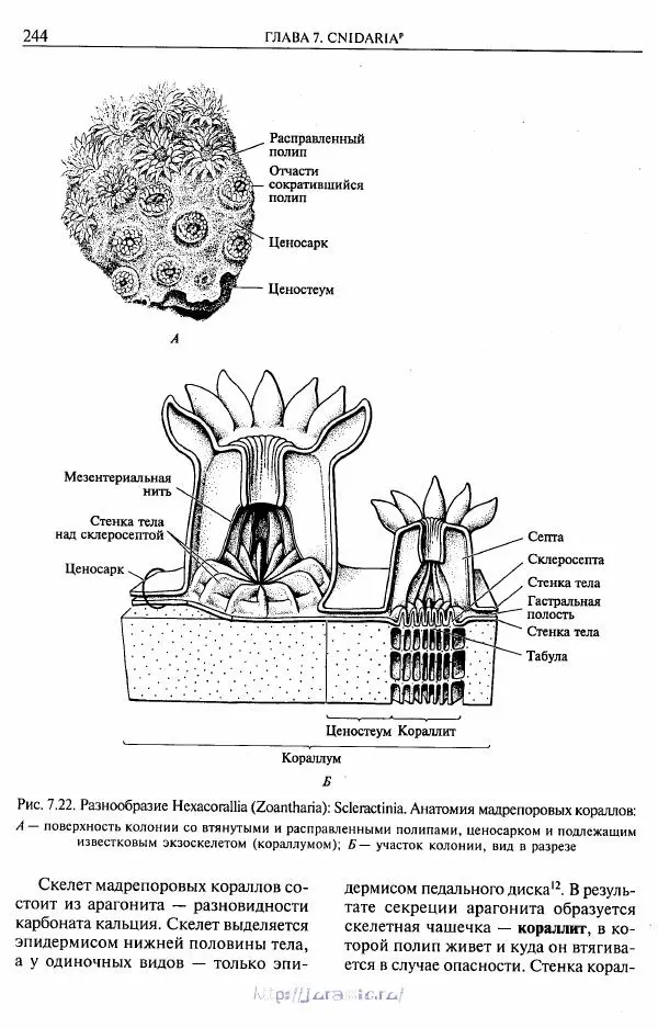 Эдвард Руперт - Зоология беспозвоночных. В 4-х томах. Том 1. Проститы и низшие многоклеточные - Страница № 245