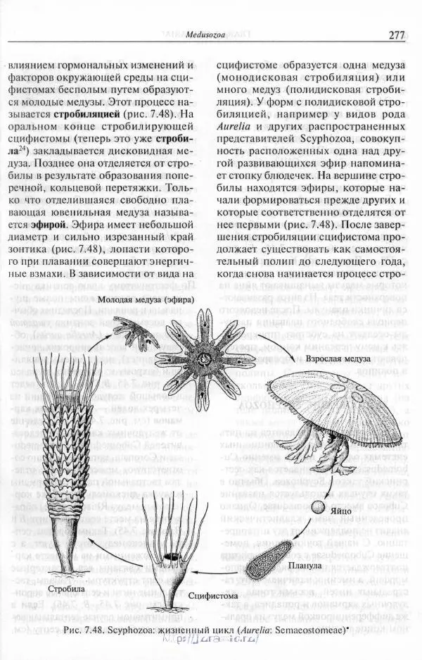 Эдвард Руперт - Зоология беспозвоночных. В 4-х томах. Том 1. Проститы и низшие многоклеточные - Страница № 278
