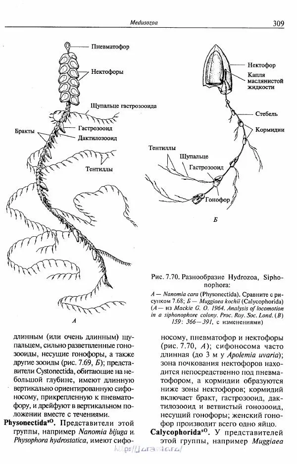 Эдвард Руперт - Зоология беспозвоночных. В 4-х томах. Том 1. Проститы и низшие многоклеточные - Страница № 310
