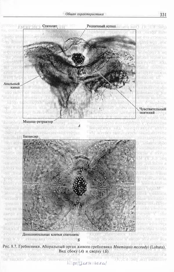 Эдвард Руперт - Зоология беспозвоночных. В 4-х томах. Том 1. Проститы и низшие многоклеточные - Страница № 332