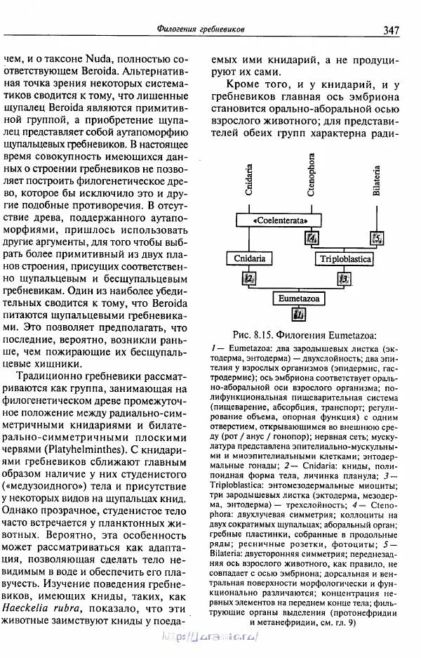 Эдвард Руперт - Зоология беспозвоночных. В 4-х томах. Том 1. Проститы и низшие многоклеточные - Страница № 348