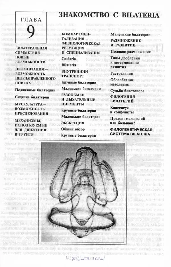 Эдвард Руперт - Зоология беспозвоночных. В 4-х томах. Том 1. Проститы и низшие многоклеточные - Страница № 350
