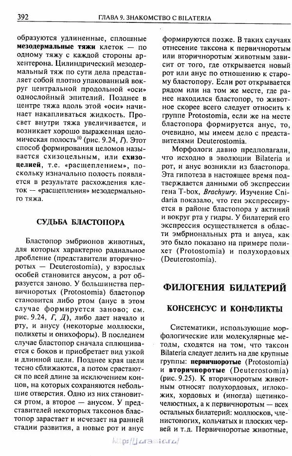 Эдвард Руперт - Зоология беспозвоночных. В 4-х томах. Том 1. Проститы и низшие многоклеточные - Страница № 393
