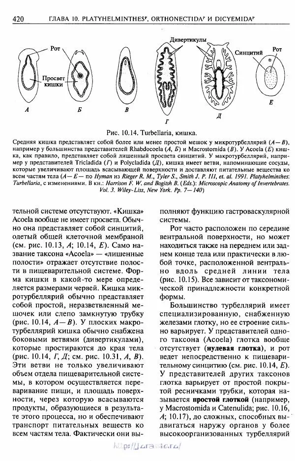 Эдвард Руперт - Зоология беспозвоночных. В 4-х томах. Том 1. Проститы и низшие многоклеточные - Страница № 421
