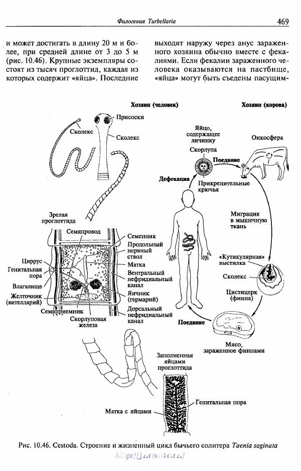 Эдвард Руперт - Зоология беспозвоночных. В 4-х томах. Том 1. Проститы и низшие многоклеточные - Страница № 470