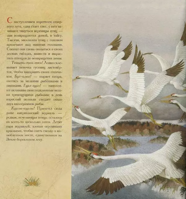 Бренда Гиберсон - Жизнь в тайге - Страница № 11