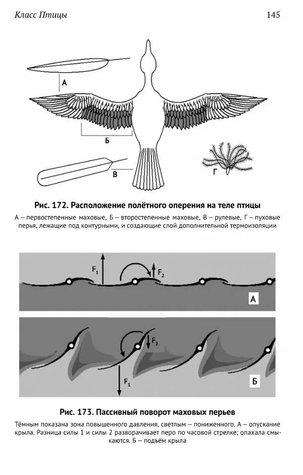 А. Квашенко - Зоология позвоночных для школьников - Страница № 145