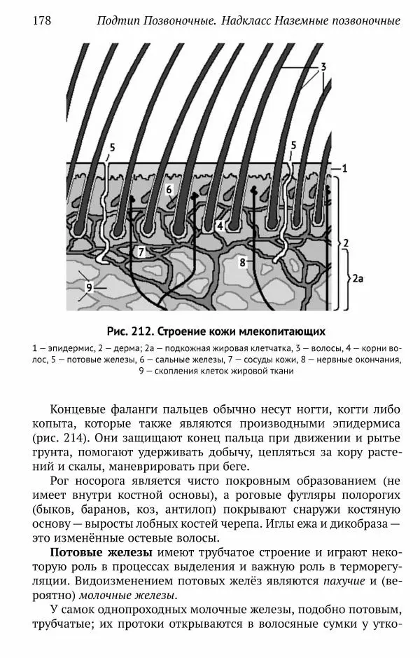 А. Квашенко - Зоология позвоночных для школьников - Страница № 178