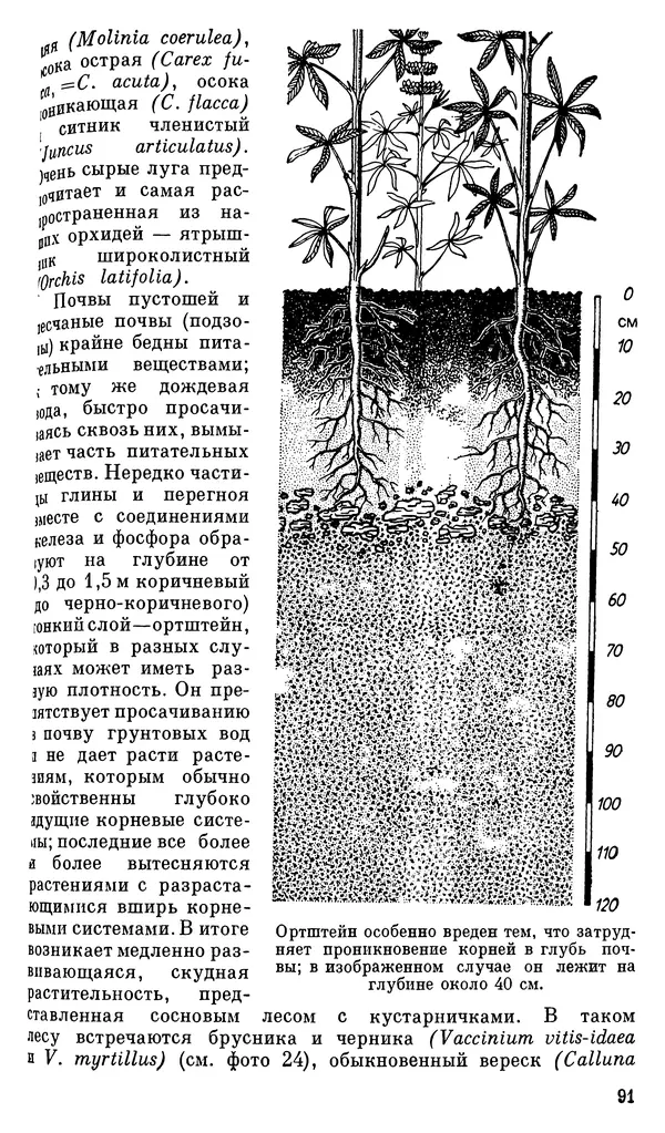 Иоганнес Петерман - Интересна ли ботаника? - Страница № 108