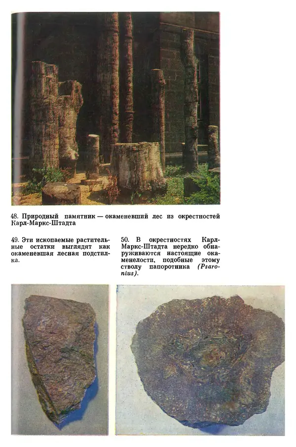 Иоганнес Петерман - Интересна ли ботаника? - Страница № 186