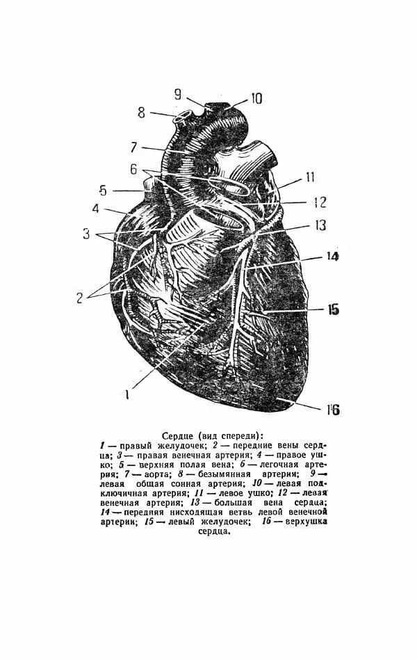 Яков Шапиро - С сердцем не шутят - Страница № 6