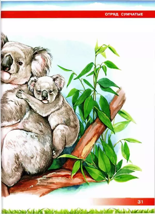 Сергей Рублев - Животные Австралии - Страница № 32