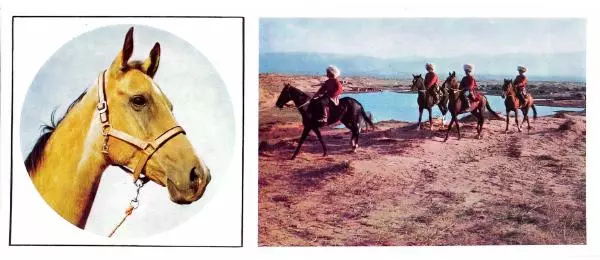 Дмитрий Гуревич - Такие разные кони - Страница № 6