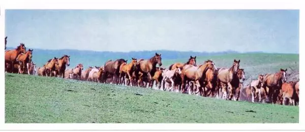 Дмитрий Гуревич - Такие разные кони - Страница № 14