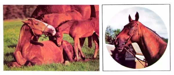 Дмитрий Гуревич - Такие разные кони - Страница № 20