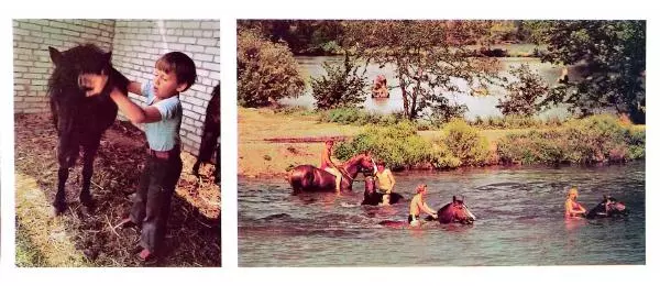 Дмитрий Гуревич - Такие разные кони - Страница № 32