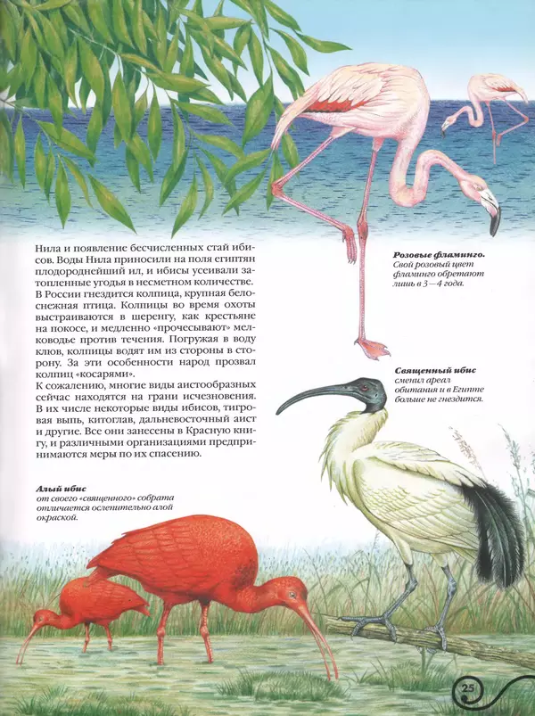 Владимир Бабенко - Атлас птиц - Страница № 26
