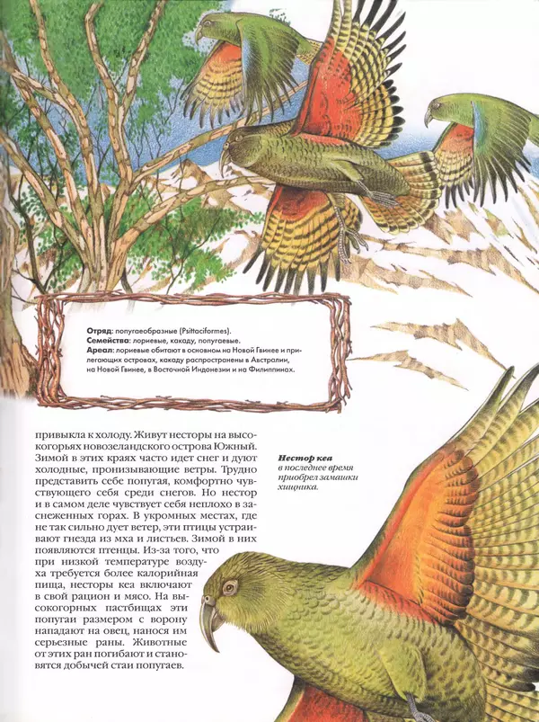 Владимир Бабенко - Атлас птиц - Страница № 42