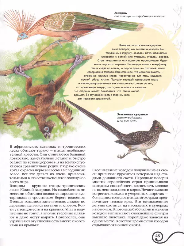 Владимир Бабенко - Атлас птиц - Страница № 46