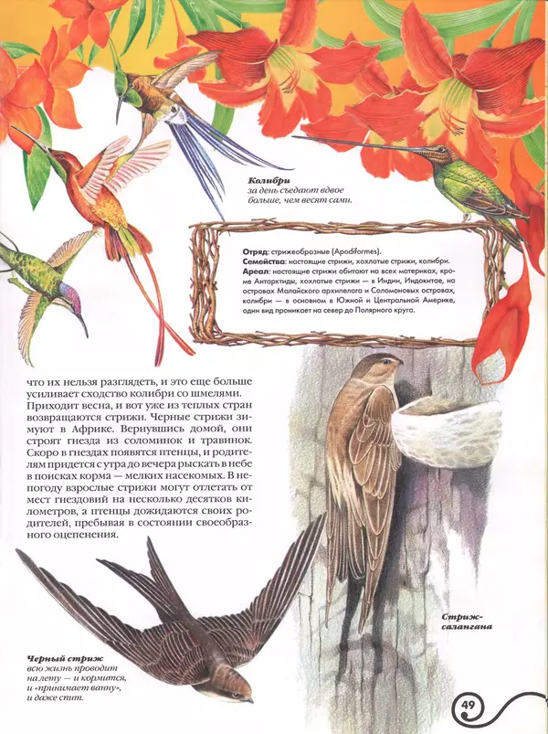 Владимир Бабенко - Атлас птиц - Страница № 50