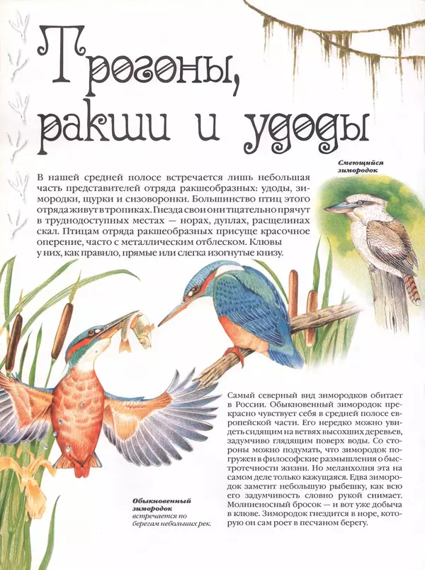 Владимир Бабенко - Атлас птиц - Страница № 51