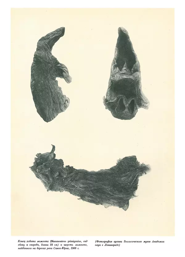 Йозеф Аугуста - Книга о мамонтах - Страница № 39