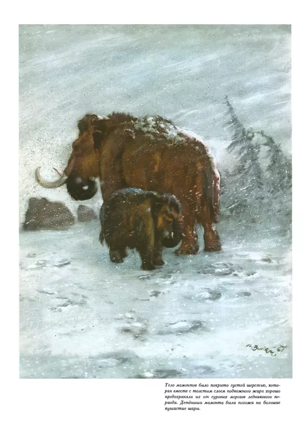 Йозеф Аугуста - Книга о мамонтах - Страница № 62