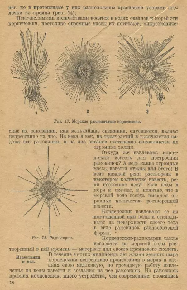 Моисей Цузмер - Зоология. Учебник для 6-7 классы неполной средней и средней школы - Страница № 20