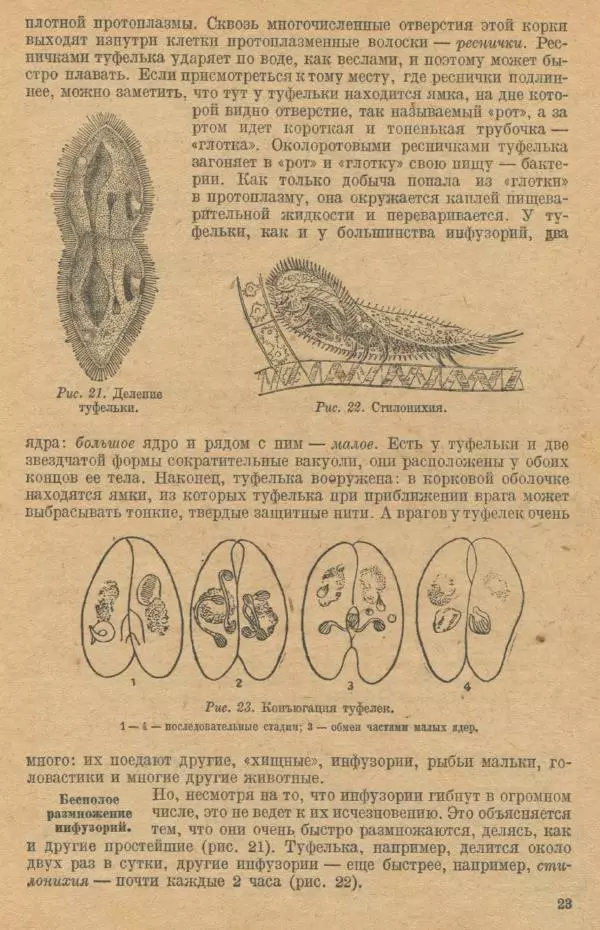 Моисей Цузмер - Зоология. Учебник для 6-7 классы неполной средней и средней школы - Страница № 25