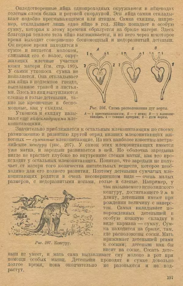 Моисей Цузмер - Зоология. Учебник для 6-7 классы неполной средней и средней школы - Страница № 199