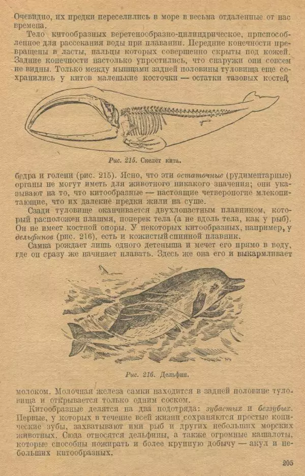 Моисей Цузмер - Зоология. Учебник для 6-7 классы неполной средней и средней школы - Страница № 207