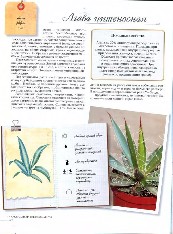 Дарья Князева - Кактусы и другие суккуленты - Страница № 5