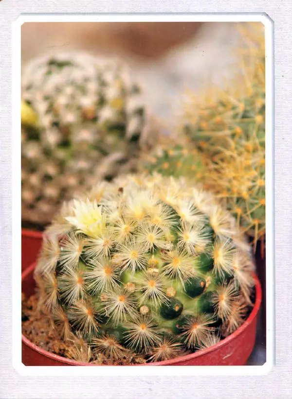 Дарья Князева - Кактусы и другие суккуленты - Страница № 22