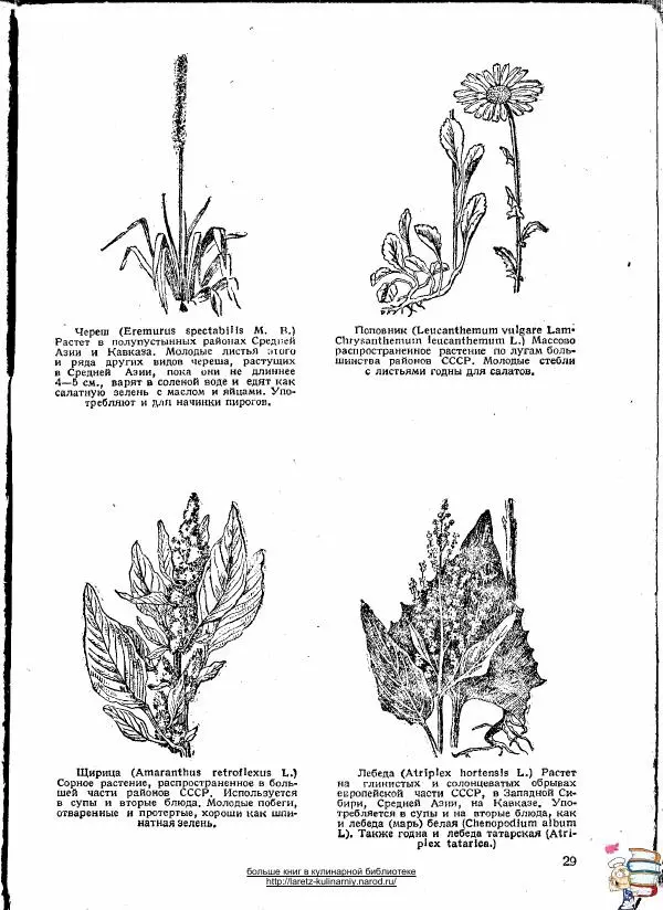  Автор неизвестен - Блюда из дикорастущей зелени - Страница № 29