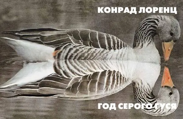 Конрад Лоренц - Год серого гуся - Страница № 1
