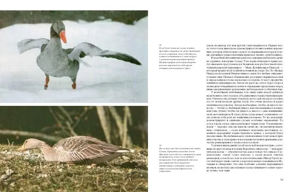 Конрад Лоренц - Год серого гуся - Страница № 31