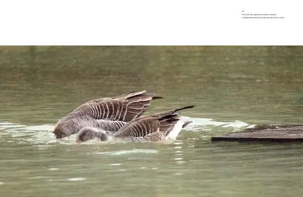 Конрад Лоренц - Год серого гуся - Страница № 35